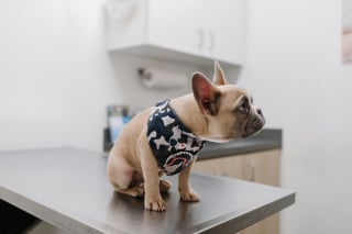 Illustration de l'article : Pouvez-vous donner un m&eacute;dicament pour humain &agrave; votre chien ?