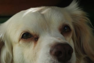 Illustration de l'article : Pourquoi votre chien a-t-il des traces brunes sous les yeux ?