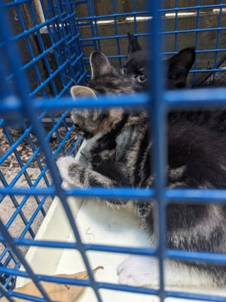 Illustration de l'article : La t&ecirc;te coinc&eacute;e dans un morceau de bocal en verre, ce chaton ne pouvait plus s&rsquo;en lib&eacute;rer