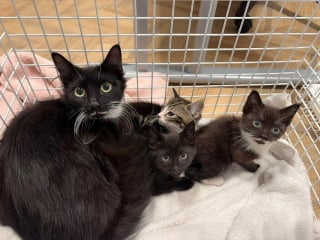 Illustration de l'article : La t&ecirc;te coinc&eacute;e dans un morceau de bocal en verre, ce chaton ne pouvait plus s&rsquo;en lib&eacute;rer