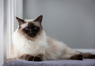 Illustration de l'article : 8 races de chats adorés car ils n’ont pas leur langue dans leur poche