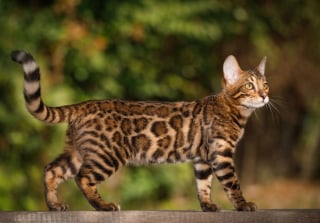 Illustration de l'article : 8 races de chats adorés car ils n’ont pas leur langue dans leur poche