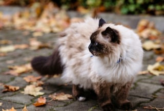 Illustration de l'article : 8 races de chats adorés car ils n’ont pas leur langue dans leur poche