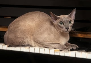 Illustration de l'article : 8 races de chats adorés car ils n’ont pas leur langue dans leur poche