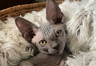 Illustration de l'article : 8 races de chats adorés car ils n’ont pas leur langue dans leur poche