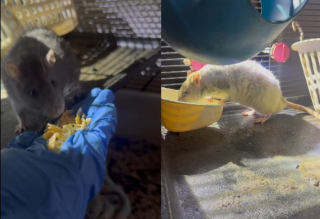 Illustration de l'article : Une chatte et 3 rats découverts sans eau ni nourriture dans une maison laissée à l'abandon