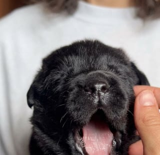 Illustration de l'article : Un chiot équipé d’un micro au collier grogne doucement, puis bâille avec un petit couinement (vidéo)