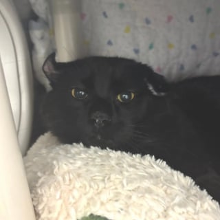 Illustration de l'article : Avec ses surprenantes oreilles façonnées par l'errance, ce chat noir attend une seconde chance au refuge
