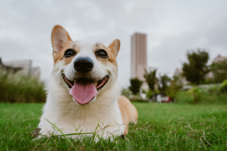 Illustration de l'article : 10 petites phrases &agrave; dire &agrave; votre chien pour booster sa confiance en lui