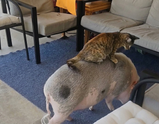 Illustration de l'article : Cette chatte de ferme se d&eacute;place sans complexe &agrave; dos de cochon (vid&eacute;o)