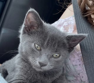 Illustration de l'article : Une très jeune chatte se bat durant 15 longues semaines contre une maladie féline rare (vidéo)
