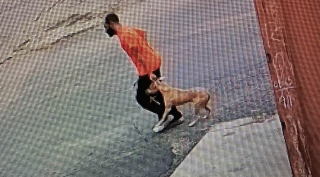 Illustration de l'article : Ce chien abandonné dans une benne à ordures quitte le refuge avec son adoptante 4 jours après son sauvetage