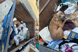 Illustration de l'article : Ce chien abandonné dans une benne à ordures quitte le refuge avec son adoptante 4 jours après son sauvetage