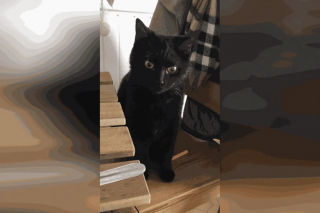 Illustration de l'article : Cette famille avait sacrifié ses vacances pour retrouver sa chatte disparue sur une aire d’autoroute