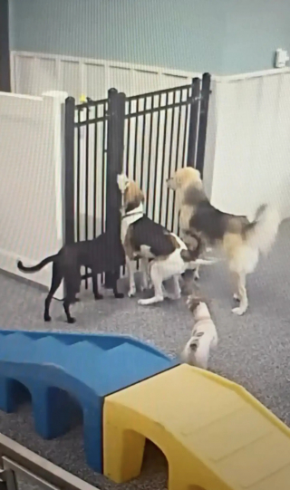 Illustration de l'article : Profitant d&rsquo;un moment d&rsquo;inattention, cette chienne tente de faire &eacute;vader ses amis de la garderie (vid&eacute;o)