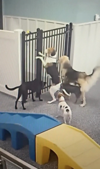 Illustration de l'article : Profitant d&rsquo;un moment d&rsquo;inattention, cette chienne tente de faire &eacute;vader ses amis de la garderie (vid&eacute;o)