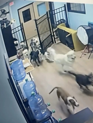 Illustration de l'article : Profitant d&rsquo;un moment d&rsquo;inattention, cette chienne tente de faire &eacute;vader ses amis de la garderie (vid&eacute;o)