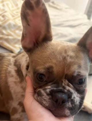 Illustration de l'article : Un bagagiste s’assoit près de la caisse d’un chien pour lui parler avant son voyage en soute (vidéo)