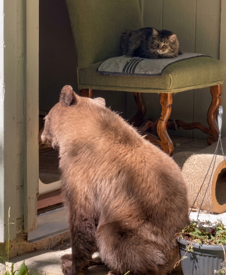 Illustration de l'article : Face à un ourson entré chez lui, ce chat rescapé reste impassible dans son fauteuil (vidéo)