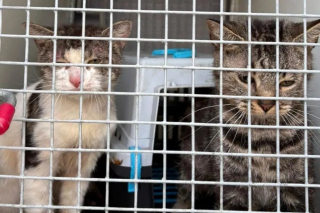 Illustration de l'article : Un refuge aide 2 chats abandonnés dans un panier scellé à trouver un foyer