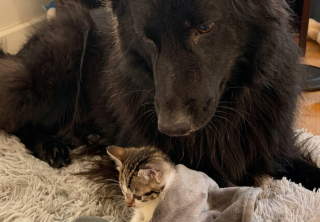 Illustration de l'article : Retrouvée dans un carton, une chatonne chétive s’affirme comme leader face à un chien de 40 kilogrammes