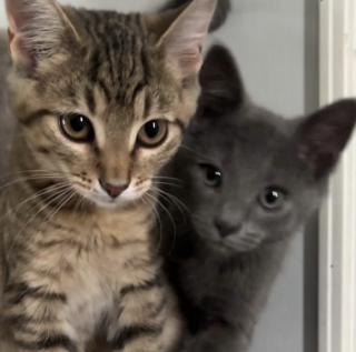 Illustration de l'article : Elle rampe sous un camion de livraison pour atteindre un minuscule chaton abandonné (vidéo)