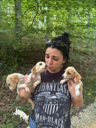 Illustration de l'article : Une femme rep&egrave;re 2 chiots &agrave; la lisi&egrave;re des bois, puis d&eacute;couvre une port&eacute;e de 10 petits &agrave; secourir