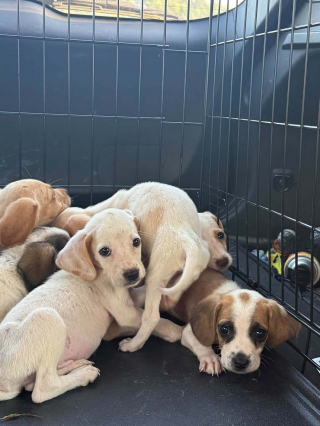 Illustration de l'article : Une femme rep&egrave;re 2 chiots &agrave; la lisi&egrave;re des bois, puis d&eacute;couvre une port&eacute;e de 10 petits &agrave; secourir
