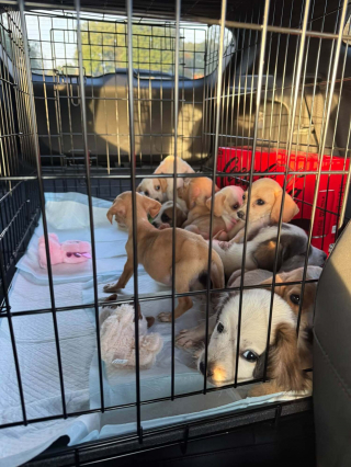 Illustration de l'article : Une femme rep&egrave;re 2 chiots &agrave; la lisi&egrave;re des bois, puis d&eacute;couvre une port&eacute;e de 10 petits &agrave; secourir