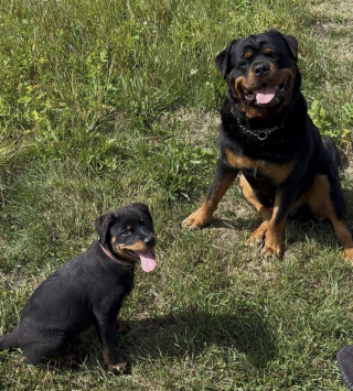 Illustration de l'article : Un homme adopte un deuxième chien pour être son préféré, mais le chiot semble lui aussi préférer sa maîtresse (vidéo)