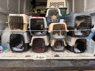 Illustration de l'article : 12 chiens et 24 chats vivaient enfermés dans un mobile-home, sans jamais avoir connu la liberté