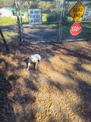 Illustration de l'article : Une chienne trempée abandonnée devant un refuge trouve sa famille pour la vie