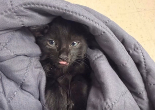 Illustration de l'article : Le sauvetage d’un chaton en danger sur l'autoroute par une policière connaît une issue inattendue (vidéo)