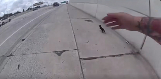 Illustration de l'article : Le sauvetage d’un chaton en danger sur l'autoroute par une policière connaît une issue inattendue (vidéo)