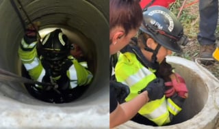 Illustration de l'article : Un chaton piégé dans un puits est sauvé par les pompiers, puis adopté par l’un de ses sauveteurs (vidéo)