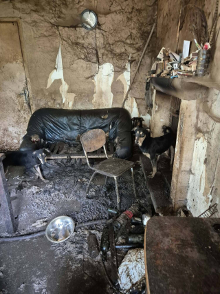 Illustration de l'article : Déjà condamné pour maltraitance, il décède en laissant une centaine de chiens et chats dans la misère