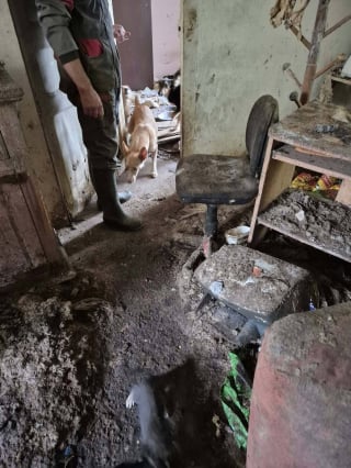 Illustration de l'article : Déjà condamné pour maltraitance, il décède en laissant une centaine de chiens et chats dans la misère