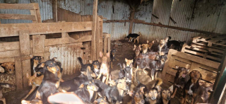 Illustration de l'article : Déjà condamné pour maltraitance, il décède en laissant une centaine de chiens et chats dans la misère