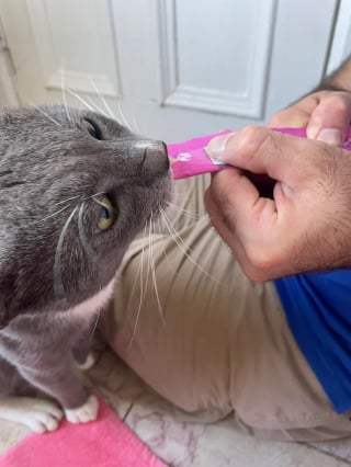 Illustration de l'article : Ce chat gris cherchait la bagarre dans le quartier, lorsqu’une femme l’a ramené chez elle