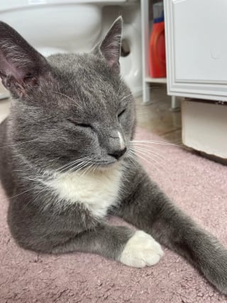 Illustration de l'article : Ce chat gris cherchait la bagarre dans le quartier, lorsqu’une femme l’a ramené chez elle