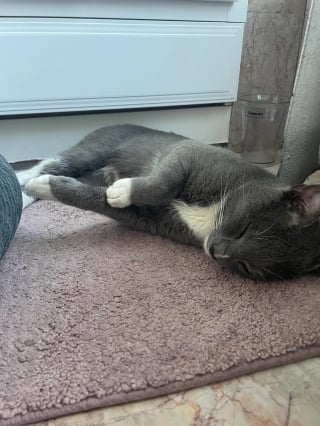 Illustration de l'article : Ce chat gris cherchait la bagarre dans le quartier, lorsqu’une femme l’a ramené chez elle