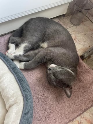 Illustration de l'article : Ce chat gris cherchait la bagarre dans le quartier, lorsqu’une femme l’a ramené chez elle