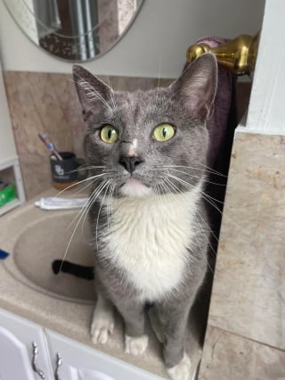 Illustration de l'article : Ce chat gris cherchait la bagarre dans le quartier, lorsqu’une femme l’a ramené chez elle