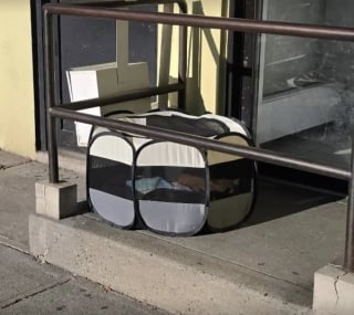 Illustration de l'article : Un passant découvre 2 chats adultes abandonnés dans un parc pour chatons devant une clinique fermée