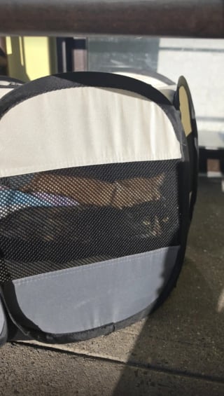 Illustration de l'article : Un passant découvre 2 chats adultes abandonnés dans un parc pour chatons devant une clinique fermée