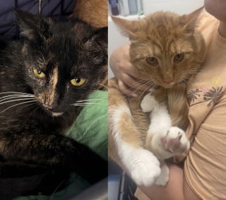 Illustration de l'article : Un passant découvre 2 chats adultes abandonnés dans un parc pour chatons devant une clinique fermée