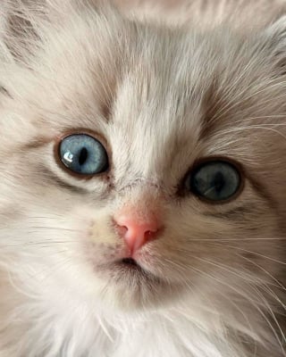 Illustration de l'article : Saumos, le petit chaton sauvé des flammes, prend enfin ses marques chez les pompiers (vidéo)