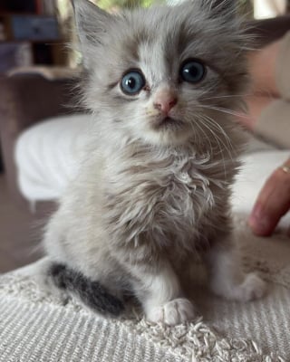Illustration de l'article : Saumos, le petit chaton sauvé des flammes, prend enfin ses marques chez les pompiers (vidéo)