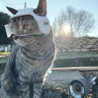 Illustration de l'article : 15 photos de Cathode, la chatte aventurière qui découvre le monde avec son maître
