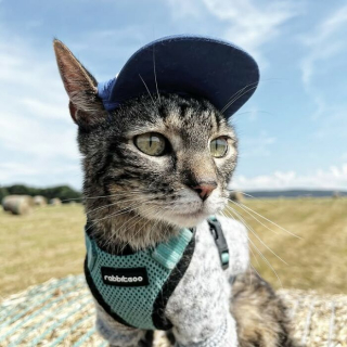 Illustration de l'article : 15 photos de Cathode, la chatte aventurière qui découvre le monde avec son maître